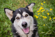CHIPNR248893, Hund, Mischlingshund in Kroatien - Bild 1