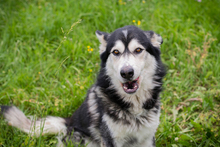 CHIPNR248893, Hund, Mischlingshund in Kroatien - Bild 3