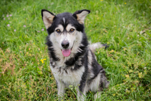 CHIPNR248893, Hund, Mischlingshund in Kroatien - Bild 5