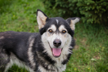 CHIPNR248893, Hund, Mischlingshund in Kroatien - Bild 6