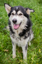 CHIPNR248893, Hund, Mischlingshund in Kroatien - Bild 7