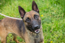 CHIPNR248902, Hund, Malinois-Mix in Kroatien - Bild 1