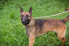 CHIPNR248902, Hund, Malinois-Mix in Kroatien - Bild 2