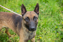 CHIPNR248902, Hund, Malinois-Mix in Kroatien - Bild 3