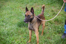 CHIPNR248902, Hund, Malinois-Mix in Kroatien - Bild 4