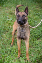 CHIPNR248902, Hund, Malinois-Mix in Kroatien - Bild 5