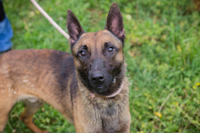 CHIPNR248902, Hund, Malinois-Mix in Kroatien - Bild 6