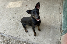 CHIPNR2182163, Hund, Terrier-Mix in Kroatien - Bild 1