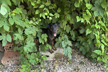 CHIPNR2182163, Hund, Terrier-Mix in Kroatien - Bild 2