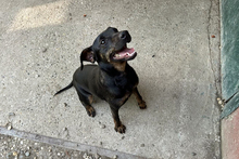 CHIPNR2182163, Hund, Terrier-Mix in Kroatien - Bild 5