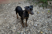 CHIPNR2182163, Hund, Terrier-Mix in Kroatien - Bild 6