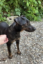 CHIPNR2182163, Hund, Terrier-Mix in Kroatien - Bild 7
