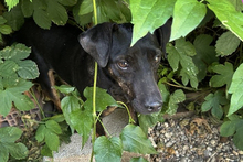 CHIPNR2182163, Hund, Terrier-Mix in Kroatien - Bild 8