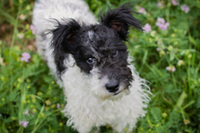 ZOTTI, Hund, Mischlingshund in Kroatien - Bild 1