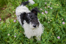 ZOTTI, Hund, Mischlingshund in Kroatien - Bild 2