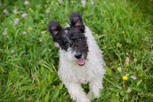 ZOTTI, Hund, Mischlingshund in Kroatien - Bild 3