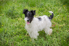 ZOTTI, Hund, Mischlingshund in Kroatien - Bild 4