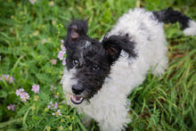 ZOTTI, Hund, Mischlingshund in Kroatien - Bild 5