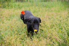 SCHARMÖÖR, Hund, Dackel-Mix in Kroatien - Bild 4