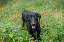 CHIPNR232142, Hund, Mischlingshund in Kroatien - Bild 1