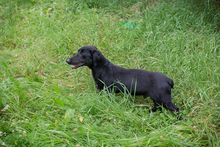 CHIPNR232142, Hund, Mischlingshund in Kroatien - Bild 2