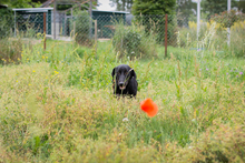 CHIPNR232142, Hund, Mischlingshund in Kroatien - Bild 3