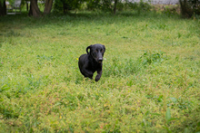 CHIPNR232142, Hund, Mischlingshund in Kroatien - Bild 5