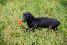 CHIPNR232142, Hund, Mischlingshund in Kroatien - Bild 6