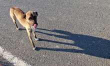 ROCKY, Hund, Mischlingshund in Rumänien - Bild 3