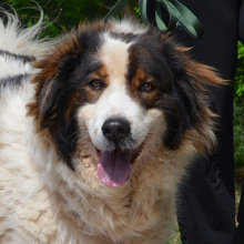 ALEGRA, Hund, Mischlingshund in Kroatien - Bild 1