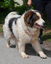ALEGRA, Hund, Mischlingshund in Kroatien - Bild 2
