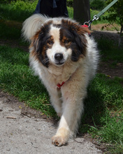 ALEGRA, Hund, Mischlingshund in Kroatien - Bild 3