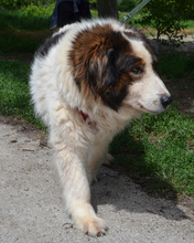 ALEGRA, Hund, Mischlingshund in Kroatien - Bild 4