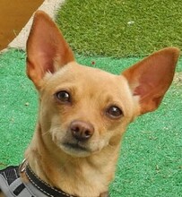 MARIA, Hund, Chihuahua - Mischling in Spanien - Bild 1