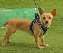 MARIA, Hund, Chihuahua - Mischling in Spanien - Bild 2