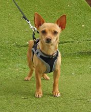 MARIA, Hund, Chihuahua - Mischling in Spanien - Bild 3