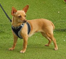 MARIA, Hund, Chihuahua - Mischling in Spanien - Bild 4