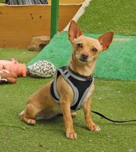 MARIA, Hund, Chihuahua - Mischling in Spanien - Bild 5