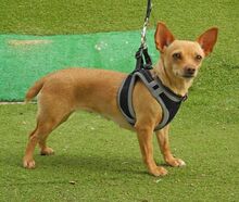 MARIA, Hund, Chihuahua - Mischling in Spanien - Bild 6