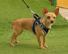 MARIA, Hund, Chihuahua - Mischling in Spanien - Bild 7
