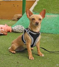 MARIA, Hund, Chihuahua - Mischling in Spanien - Bild 9