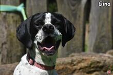 GINA, Hund, Pointer-Mix in Donzdorf - Bild 1