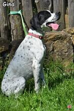 GINA, Hund, Pointer-Mix in Donzdorf - Bild 2