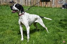 GINA, Hund, Pointer-Mix in Donzdorf - Bild 3