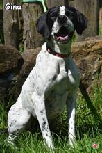 GINA, Hund, Pointer-Mix in Donzdorf - Bild 4