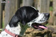 GINA, Hund, Pointer-Mix in Donzdorf - Bild 5