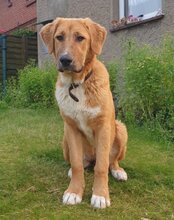 SUVI, Hund, Herdenschutzhund-Mischling in Wittenhagen - Bild 1