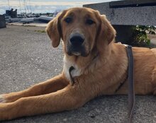 SUVI, Hund, Herdenschutzhund-Mischling in Wittenhagen - Bild 2