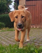 SUVI, Hund, Herdenschutzhund-Mischling in Wittenhagen - Bild 3