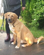 SUVI, Hund, Herdenschutzhund-Mischling in Wittenhagen - Bild 4